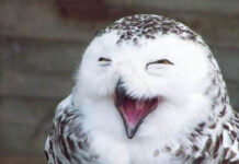 «Веселая сова» и другие классные игры и тренинги для поздравления коллег 23 февраля и 8 марта веселая онлайн игра