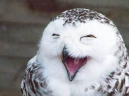 «Веселая сова» и другие классные игры и тренинги для поздравления коллег 23 февраля и 8 марта веселая онлайн игра