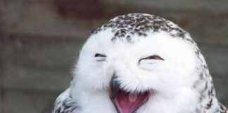 «Веселая сова» и другие классные игры и тренинги для поздравления коллег 23 февраля и 8 марта веселая онлайн игра