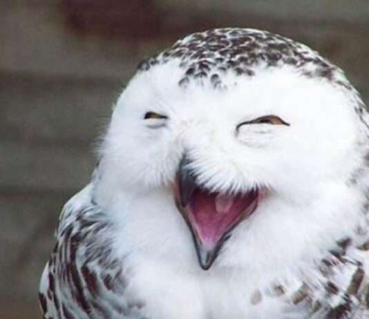 «Веселая сова» и другие классные игры и тренинги для поздравления коллег 23 февраля и 8 марта веселая онлайн игра